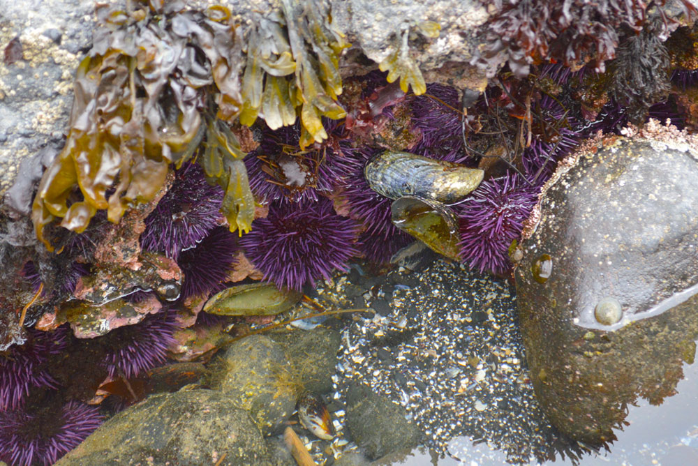 Oregon coast family vacation and tide pools with sea urchins