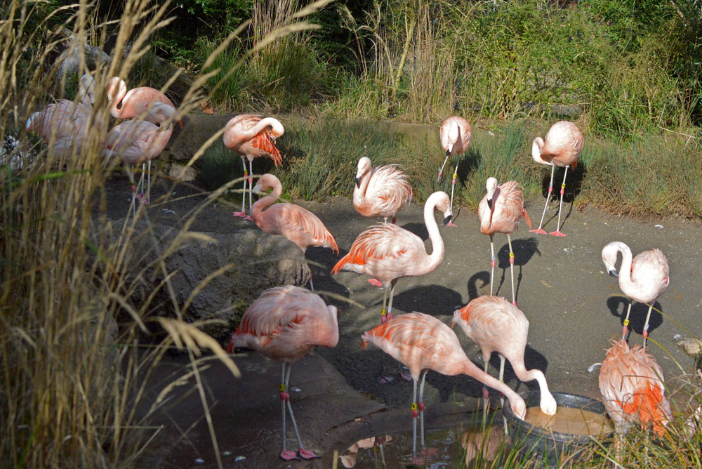 Family Day at the Seattle Woodland Park Zoo visiting the pink flamingos - Mommy Scene