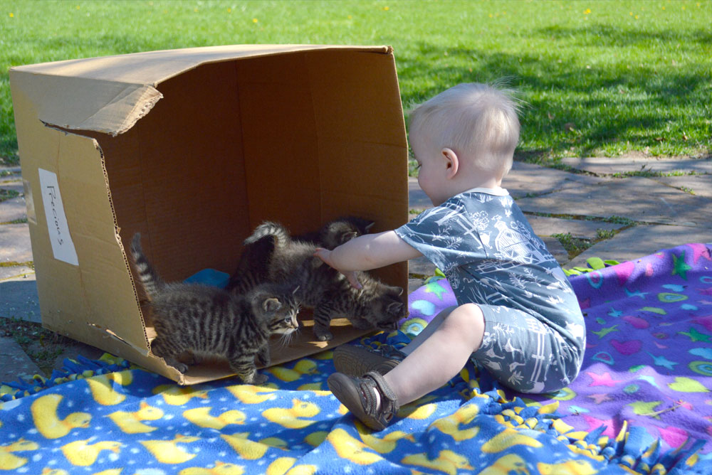 Wild Dill baby boy fashion and kittens - Mommy Scene