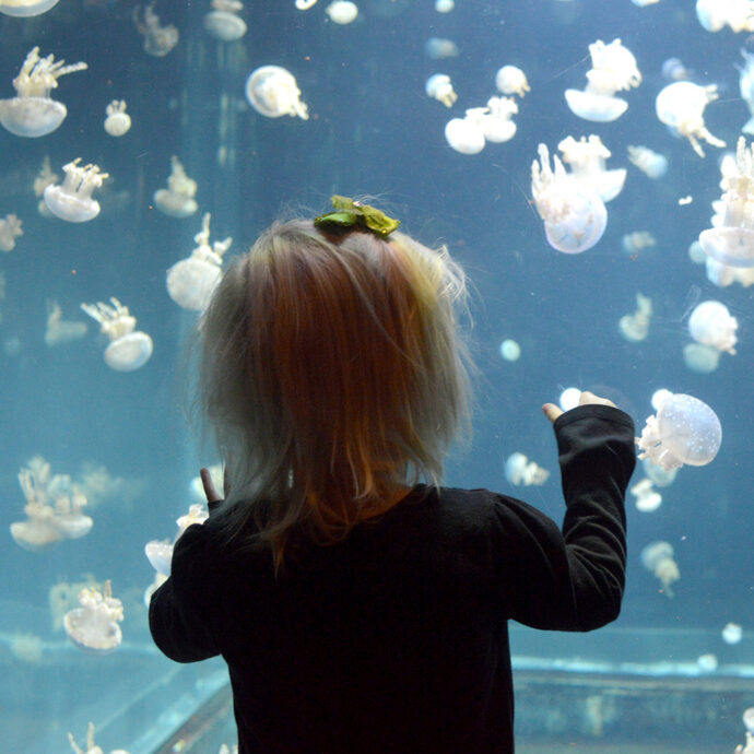 Vancouver Aquarium with Kids | Family Activity Guide