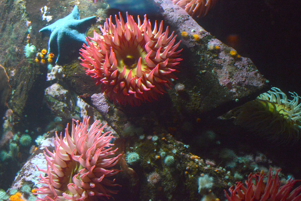 Sea Anemones at the Vancouver Aquarium - Mommy Scene