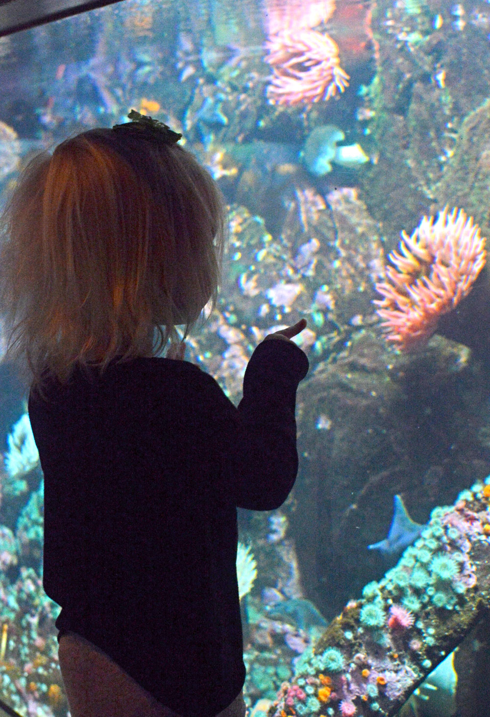 Vancouver Aquarium star fish and sea anemones - Mommy Scene