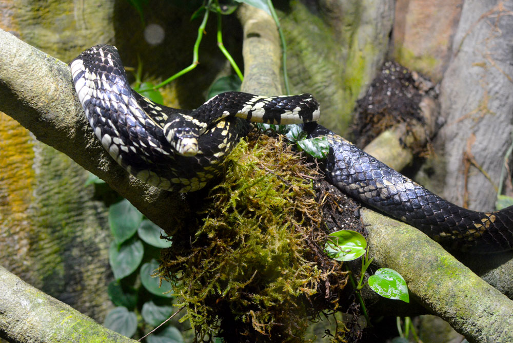 Vancouver Aquarium reptiles exhibit - Mommy Scene