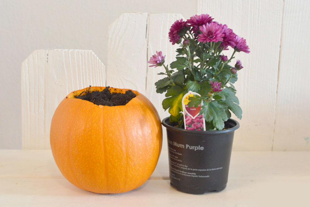 DIY pumpkin planter for fall flowers