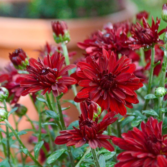 Flowers To Plant in the Fall
