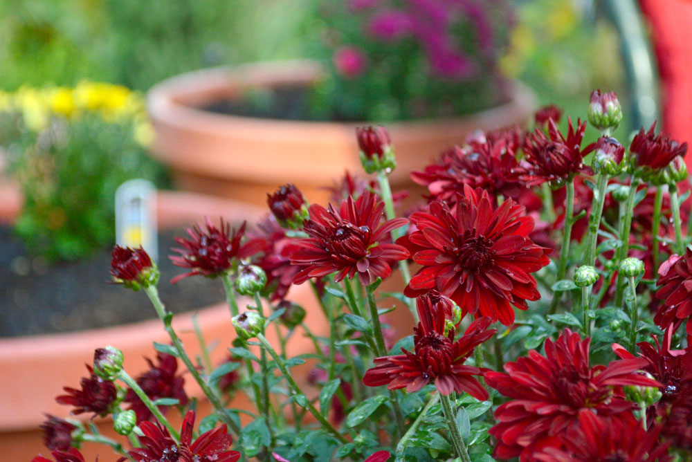 Planting red mums for fall - Mommy Scene
