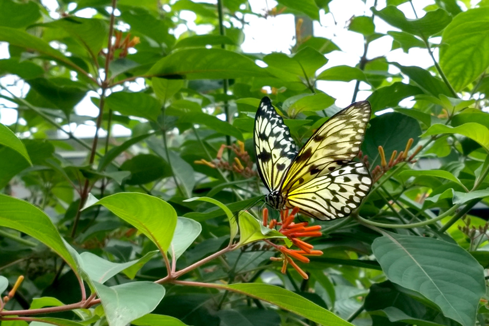Butterflies help your garden flowers grow