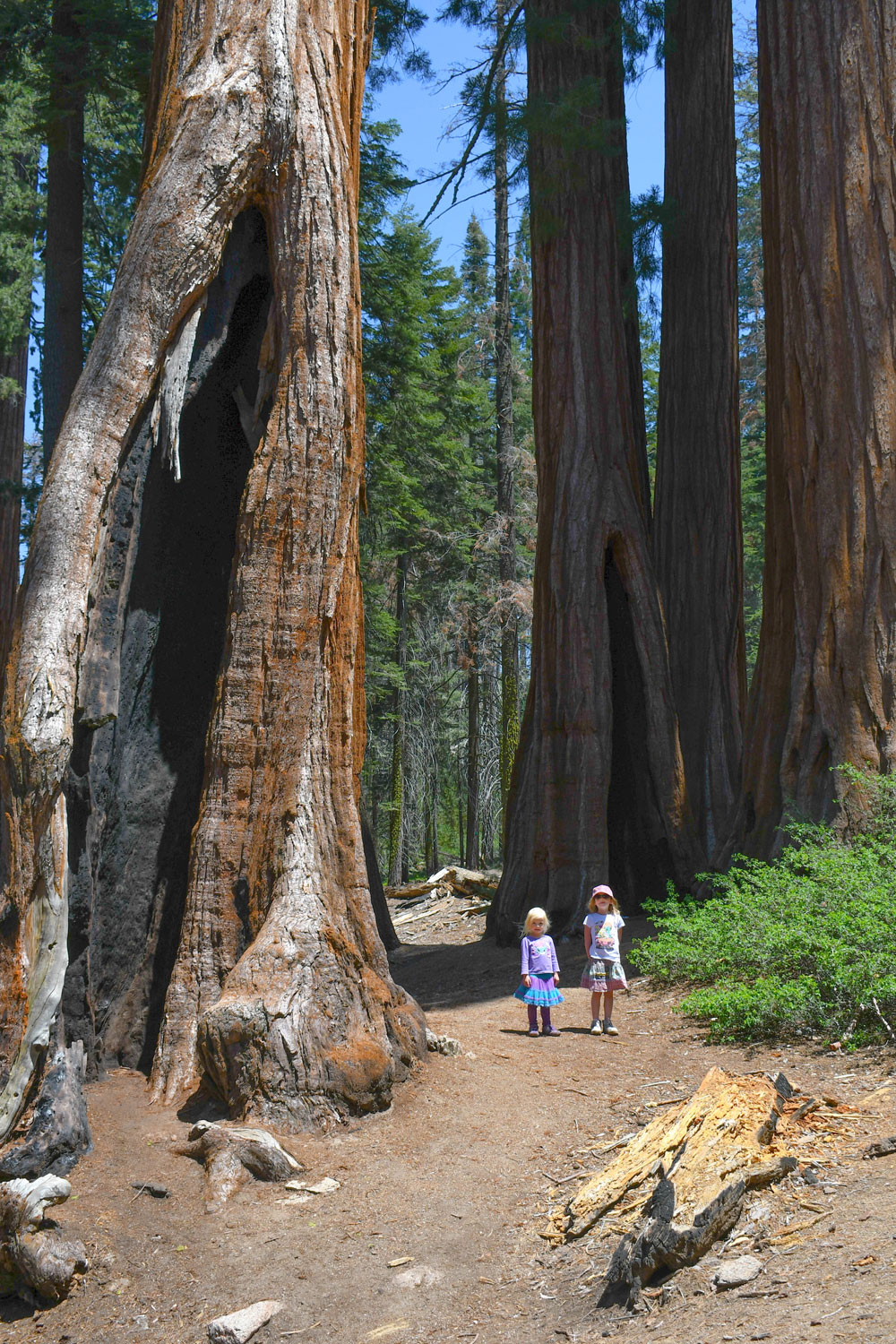 California family adventure road trip Redwoods Hike
