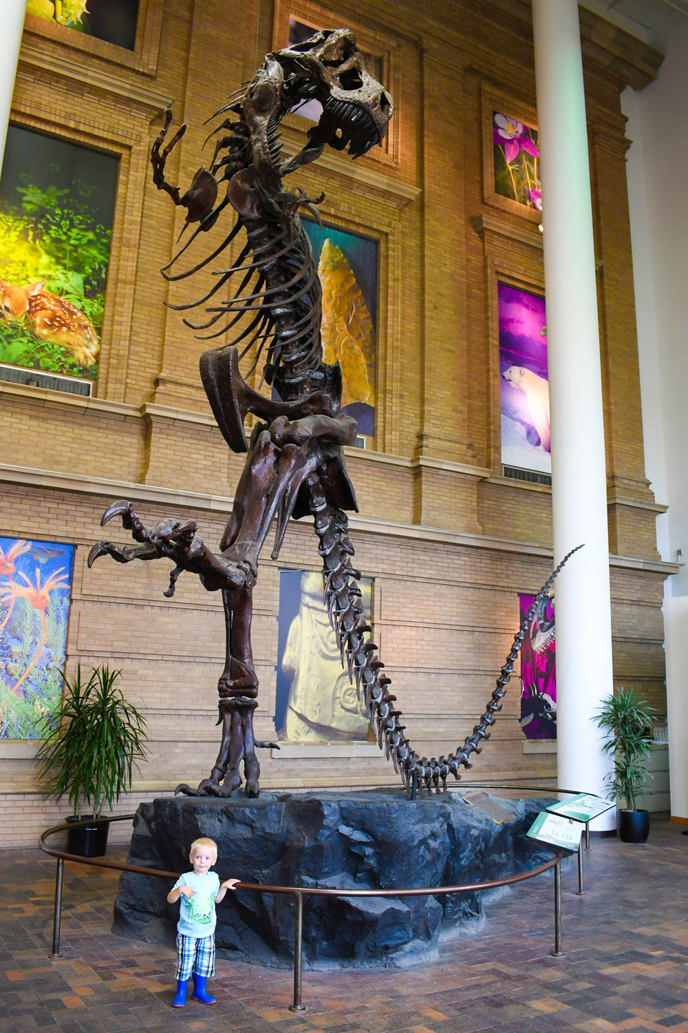 Denver Museum of Nature and Science t-rex skeleton