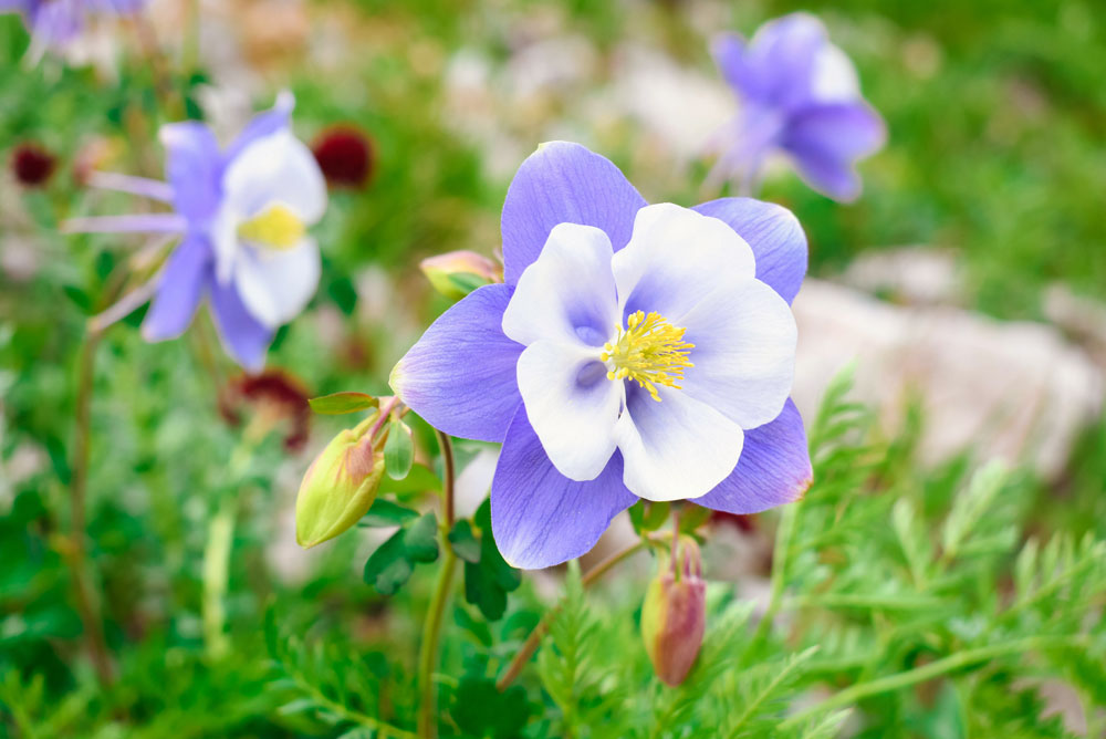Beautiful and wild columbines in Beautiful mountain views in Ouray Colorado mountains