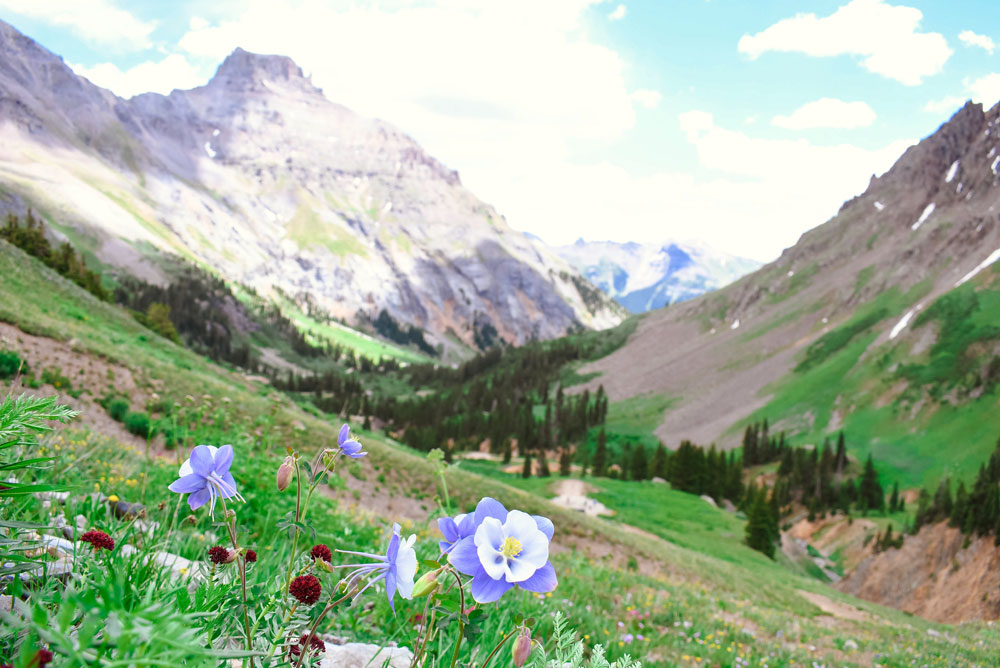 Beautiful columbines and mountain views in Ouray Colorado