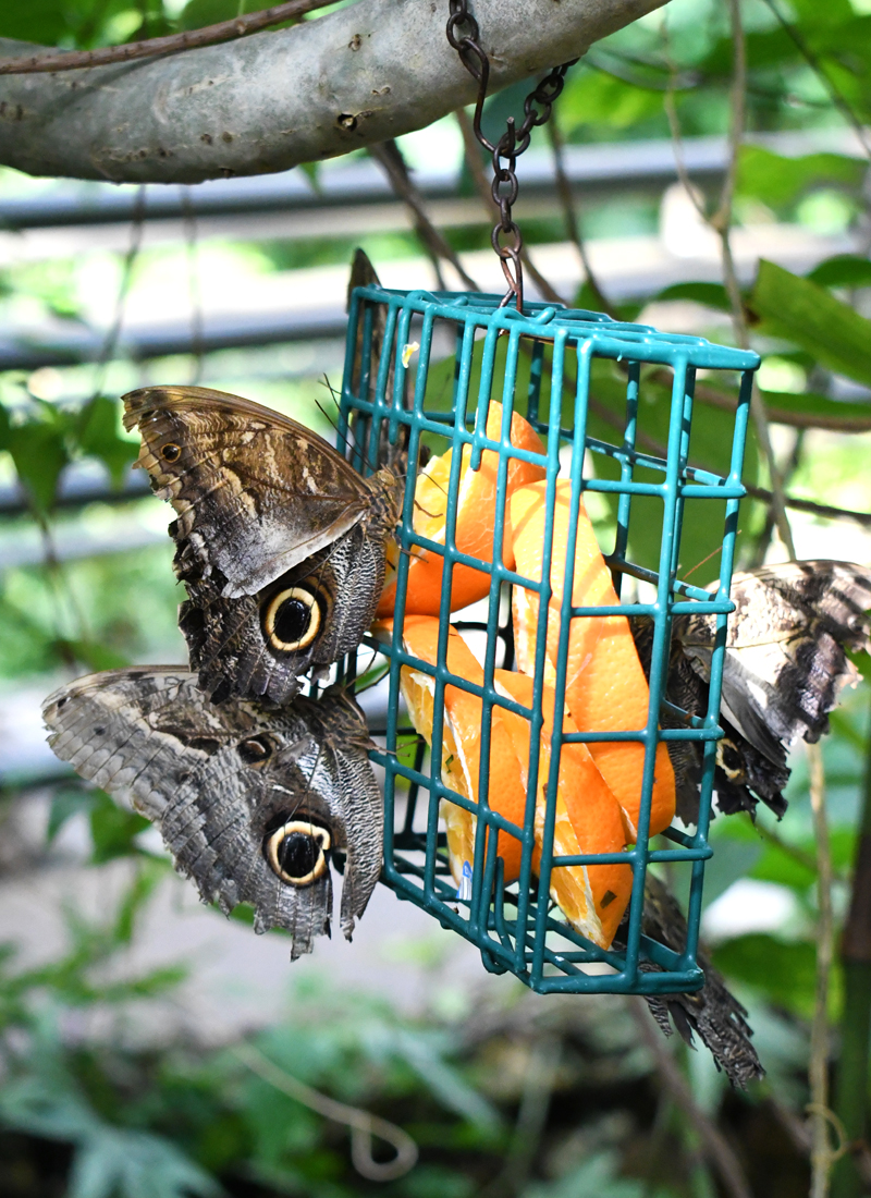 The Denver Butterfly Pavilion is a great place to see butterflies up close