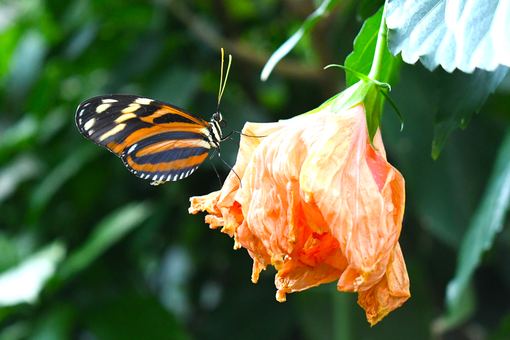 Visit the Butterfly Pavilion - Things to Do in Denver with Kids