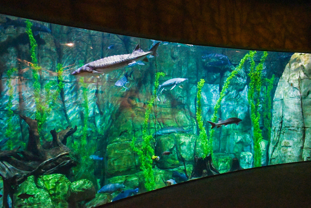 Denver Aquarium underwater exhibits