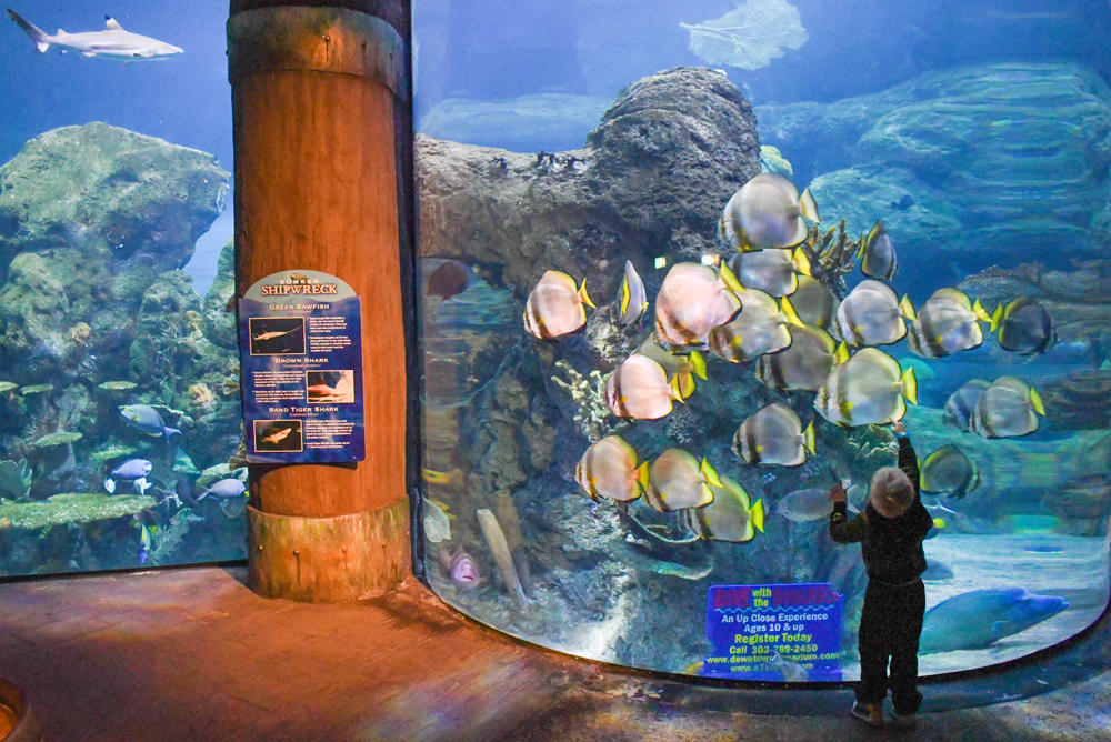 Visit the shipwreck exhibit at the Denver Aquarium - Things to do with kids in Denver