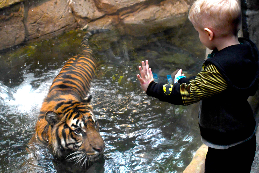 Denver Aquarium family visit tiger exhibit