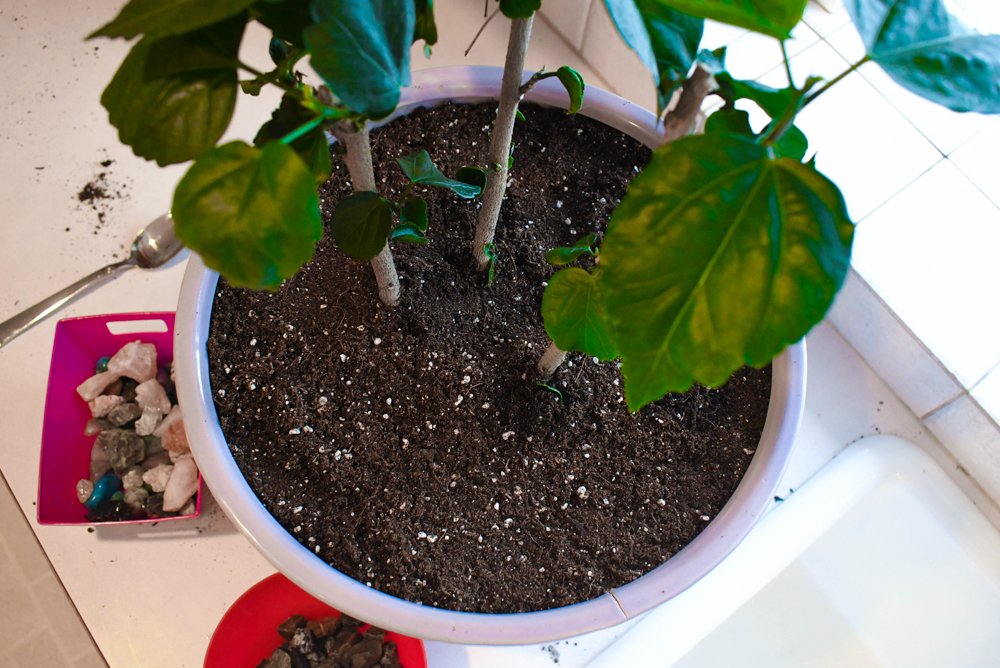 Refresh your indoor plants by adding a layer of new potting soil or enriched garden dirt to the pot