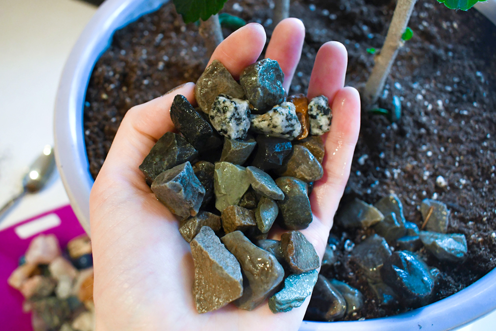 Easily spruce up your indoor potted plants by adding a layer of rocks on top of the dirt