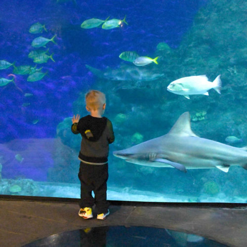 Things to Do in Denver with Kids: Downtown Aquarium