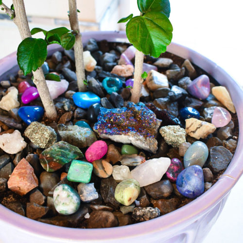 How to Arrange Indoor Plants with Colored Rocks