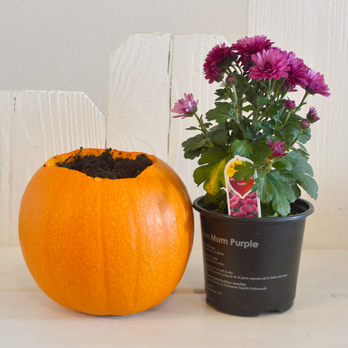DIY Pumpkin Planter