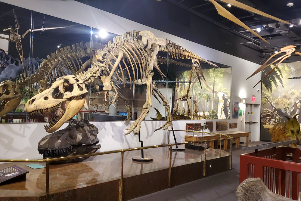 Arizona Museum of Natural History Mesa family activity