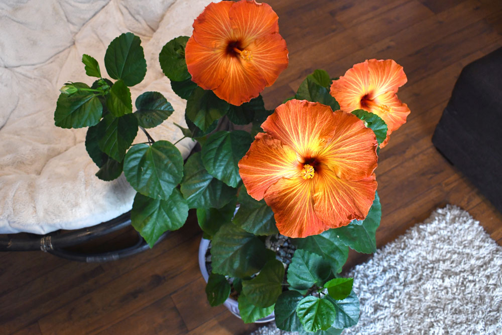 Potted hibiscus plant indoor home decorations