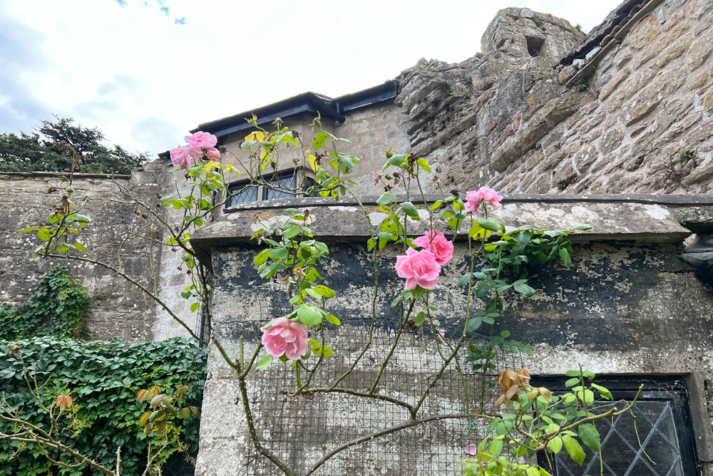 Caldicot Castle roses growing on the wall