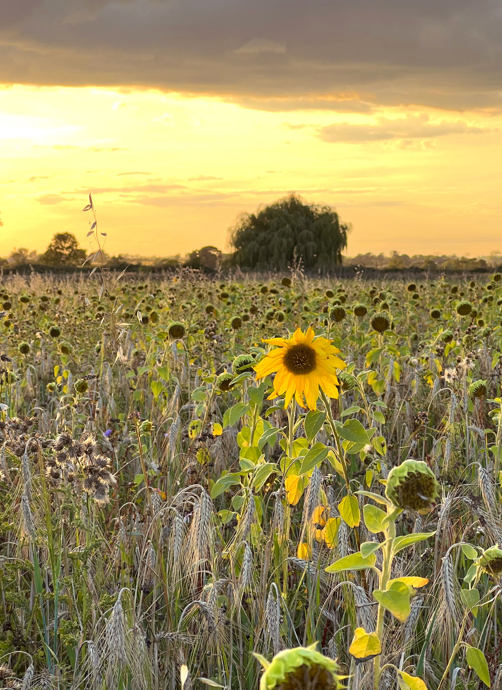 Sunflower in a field in England