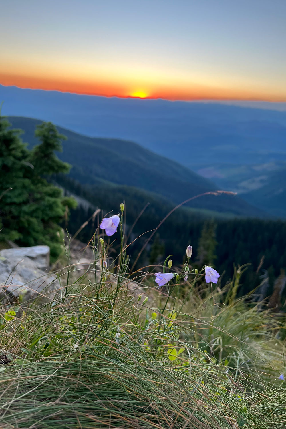 wildflowers and sunset in Idaho