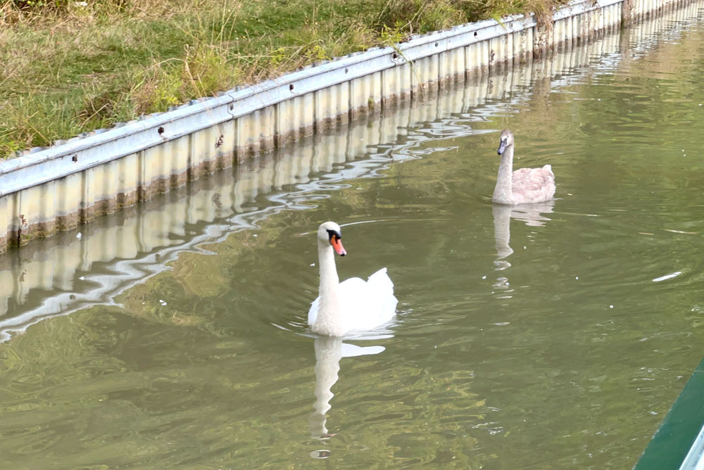 Swans in a canal in England