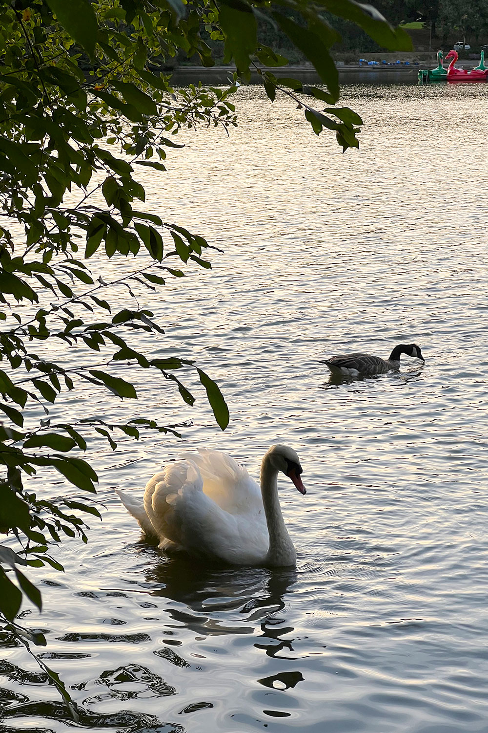 swans swimming in a pond in Wales