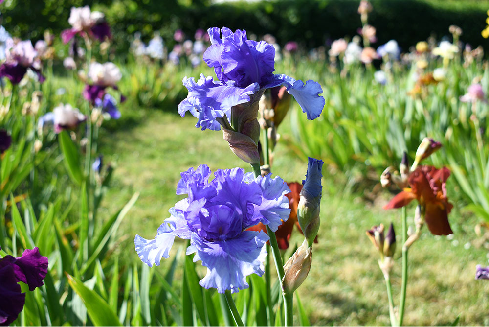 Parc Floral de Paris purple iris flowers