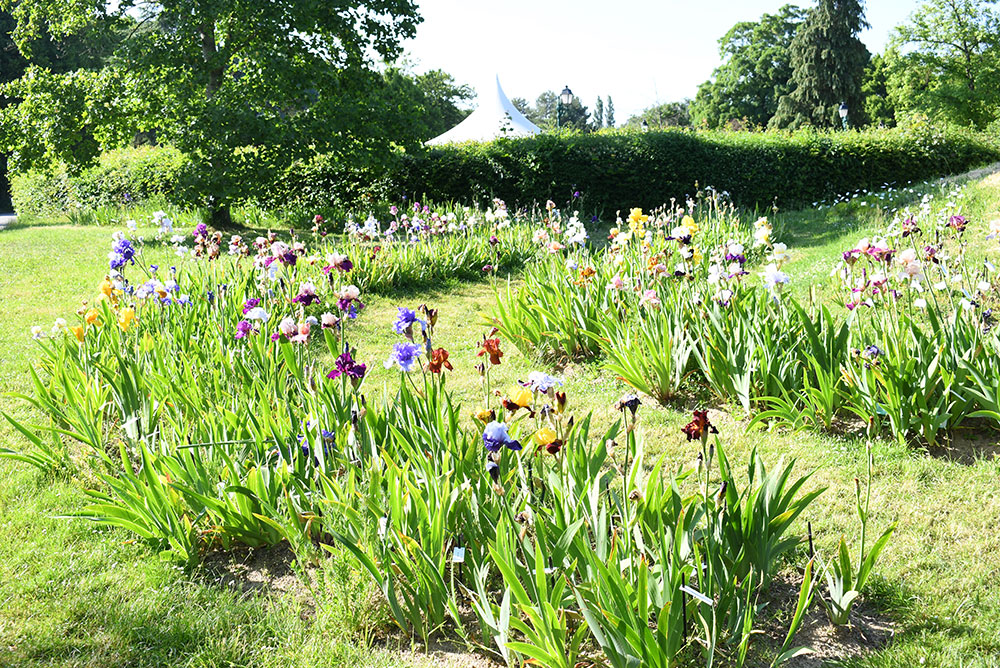 Parc Floral de Paris iris garden