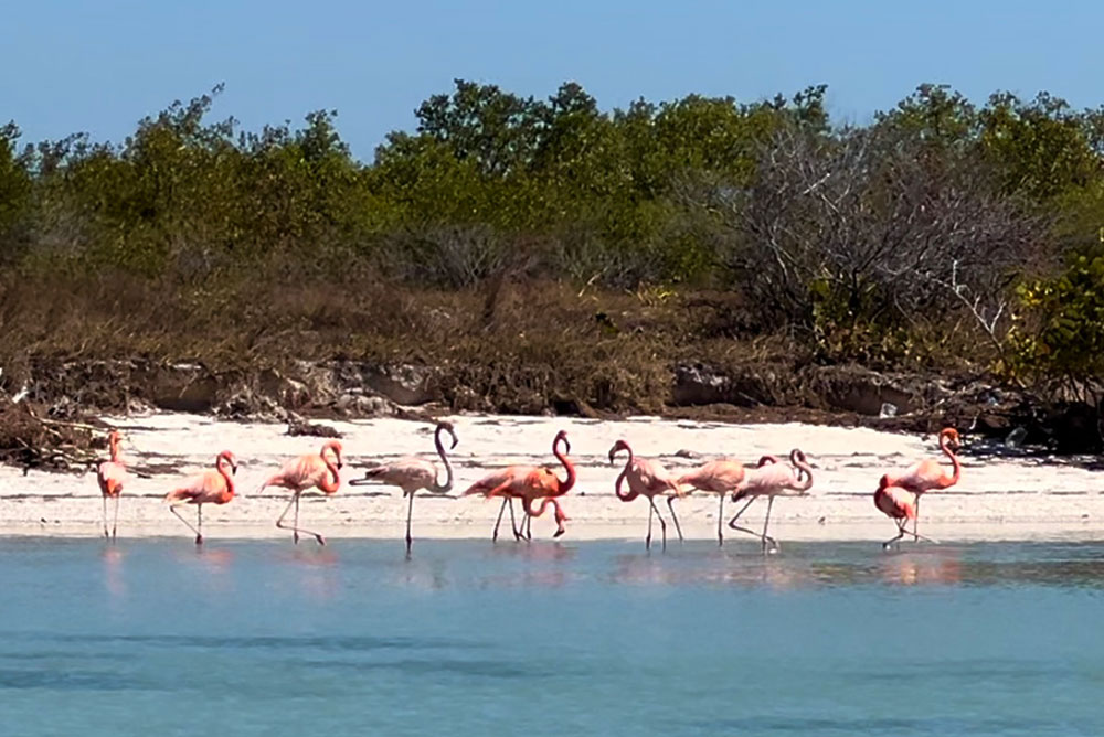 Celestun wild flamingos boat tour