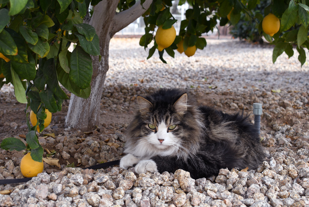 Frankie cat RV family road trip to Arizona