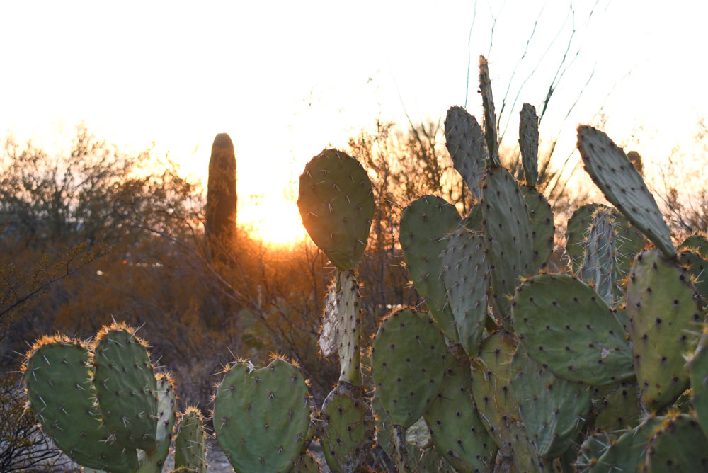 Cactus and sunset at Gilbert Ray Campground near Tucson Arizona