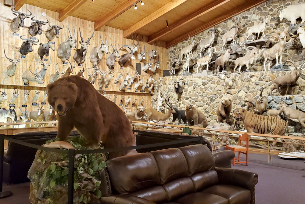 Taxidermy animals at the International Wildlife Museum Tucson Arizona