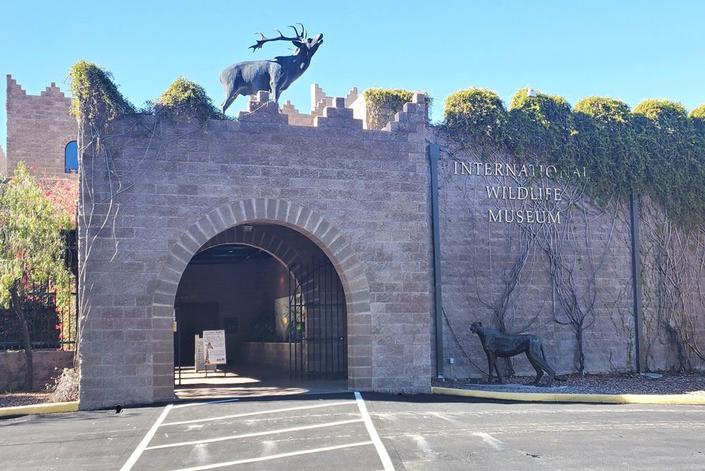 International Wildlife Museum in Tucson Arizona homeschool field trip
