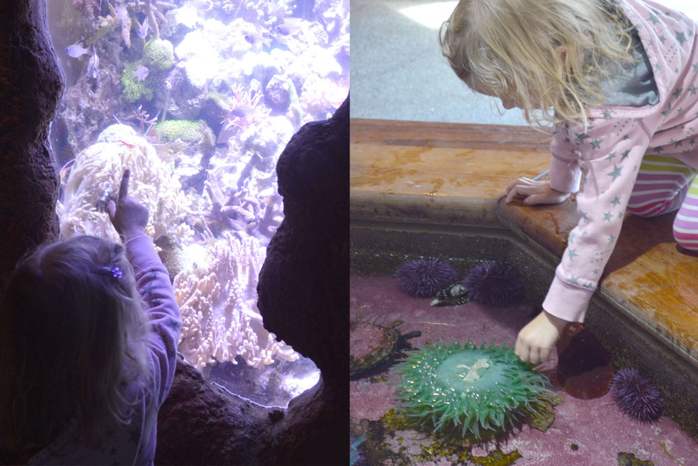 visit the Newport aquarium in Oregon touch pools and sea creatures