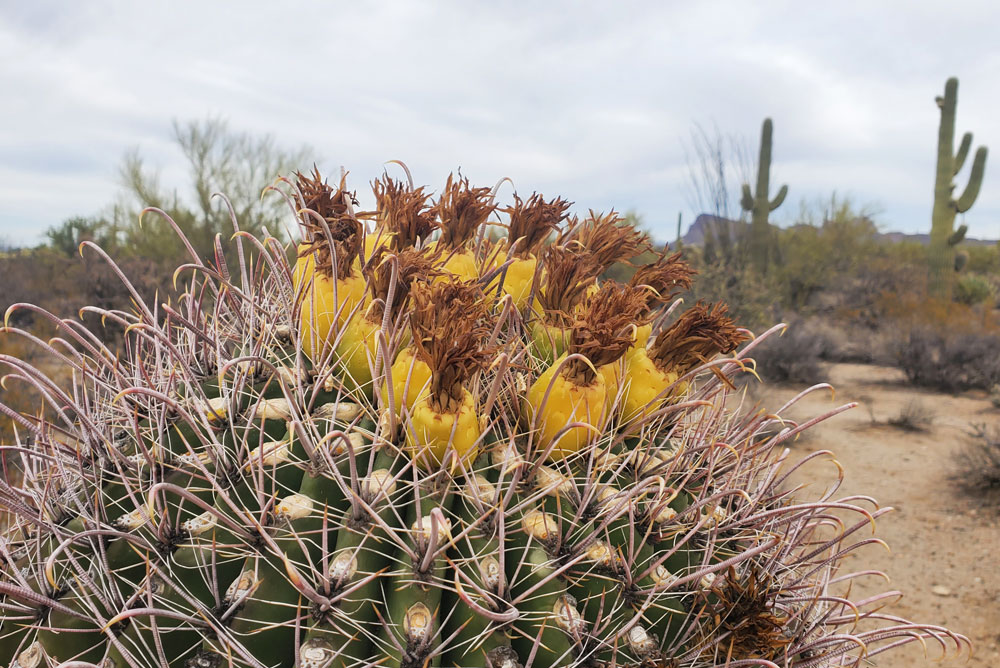 Saguaro National Park fishhook barrel cactus