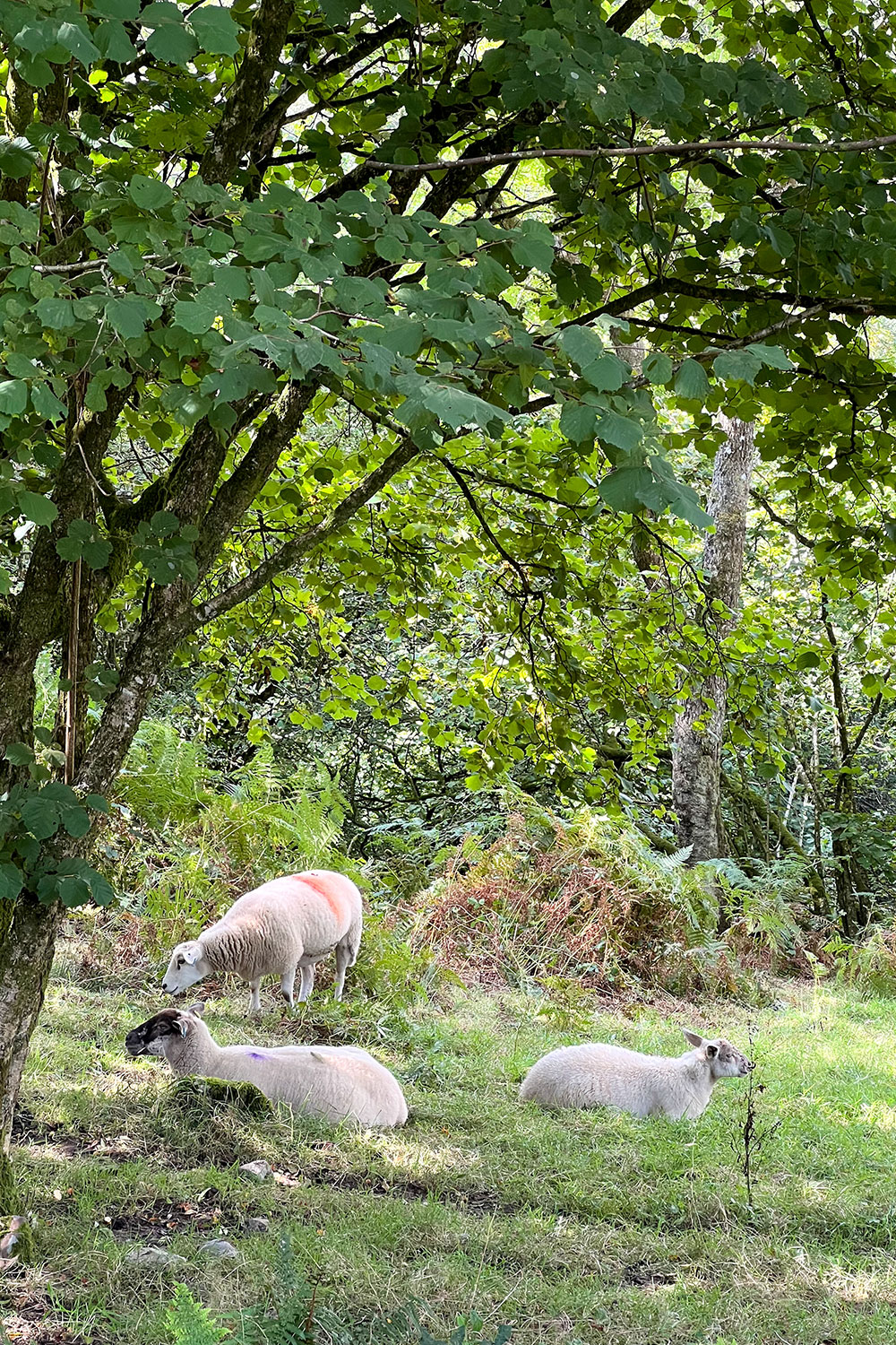 four waterfalls walk fields grazing sheep in Wales