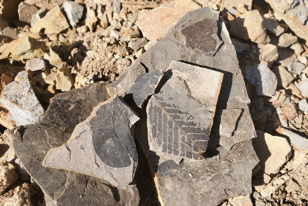 leaf fossils at Clarkia fossil dig Idaho