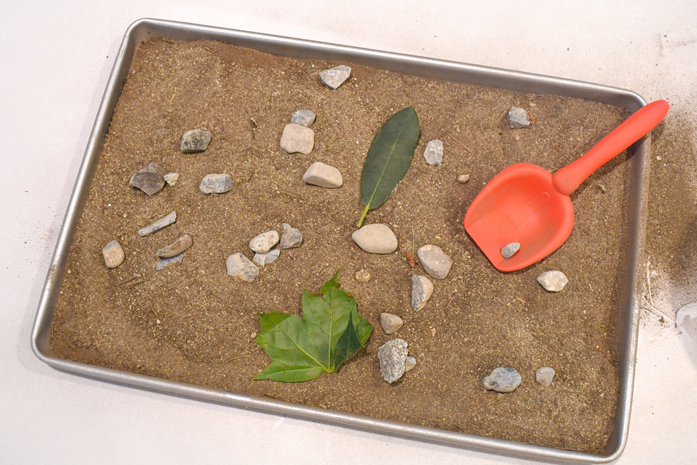 kids leaf fossil science demonstration
