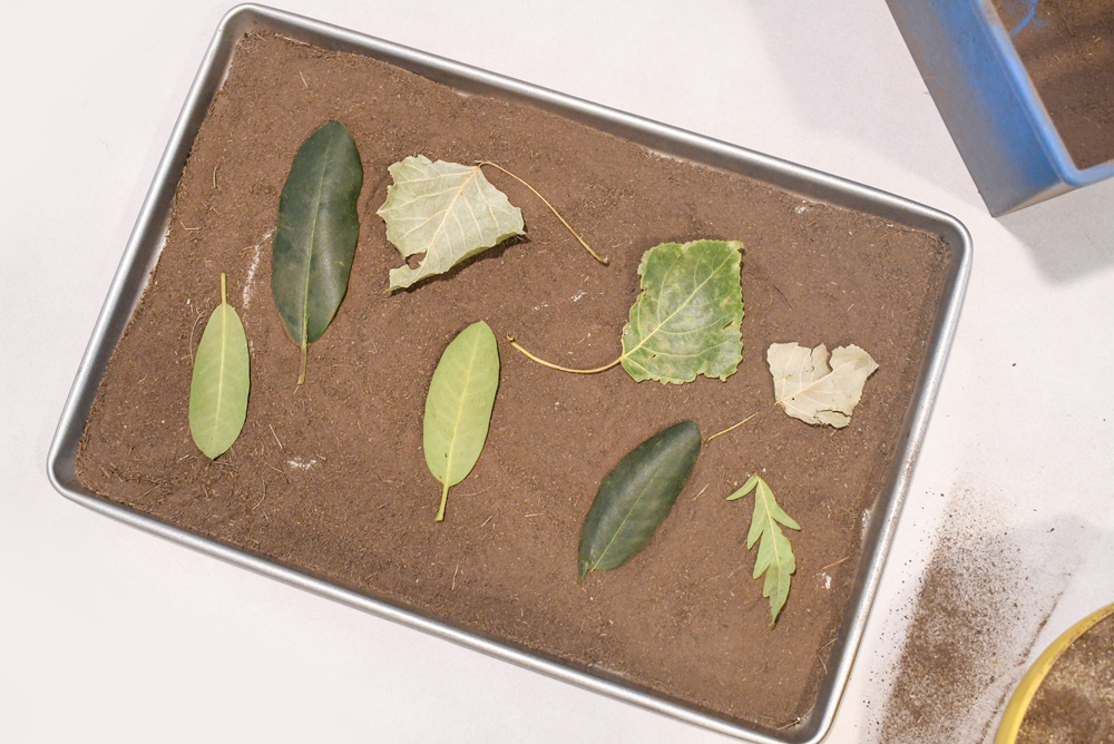 easy hands on homeschool fossil activity for kids